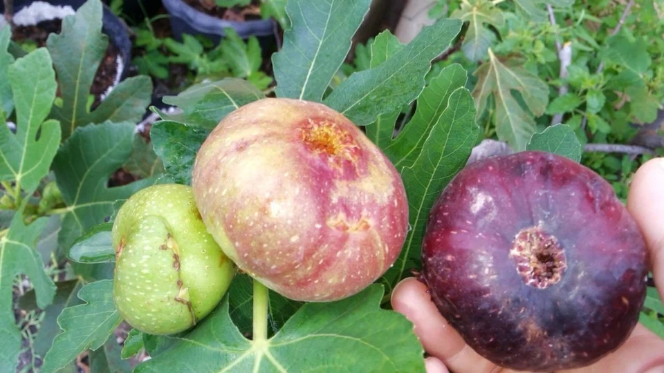 Black Jack Fig Tree Cuttings – Live Unrooted Semi Dwarf Ficus carica Propagation for Garden or Container