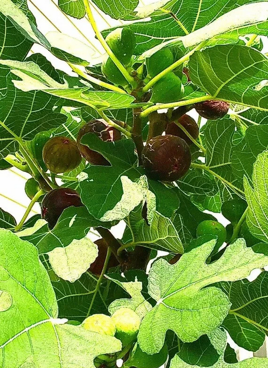 Hardy Chicago Fig Tree Cuttings – 5 Organic Unrooted Ficus carica Propagation Material for Outdoor or Container Growing