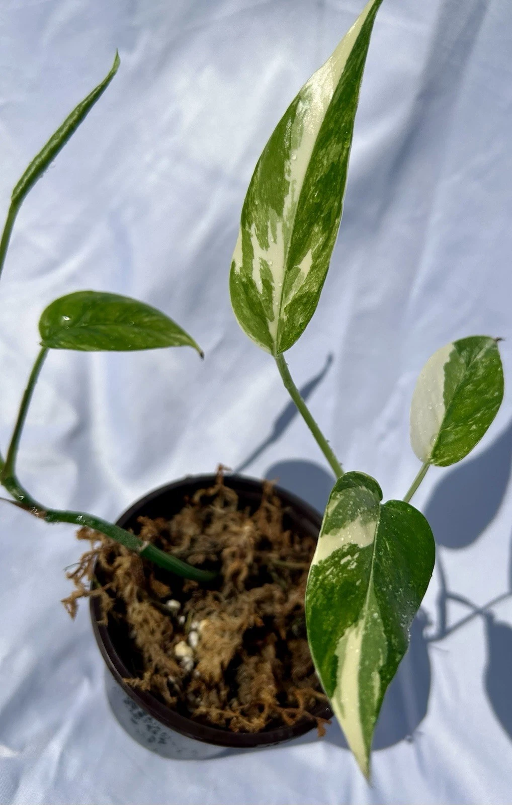Albo Pothos Live Plant 4-Inch Nursery Pot with 2 Rooted Cuttings, Variegated Indoor Houseplant, Epipremnum aureum ‘Albo’