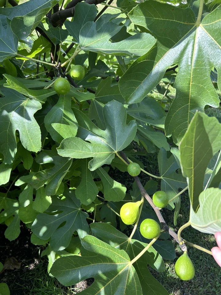 Sicilian White Fig Tree Cuttings – Ficus carica Fresh Unrooted Planting Material for Garden Cultivation