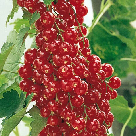 Red Lake Currant Rooted Cuttings, Ribes rubrum ‘Red Lake’, Fruit Shrub for Garden or Container Planting
