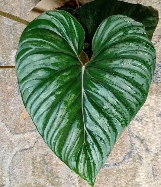 Philodendron plowmanii Unrooted Cutting – Tropical Aroid Propagation Plant for Indoor Gardening