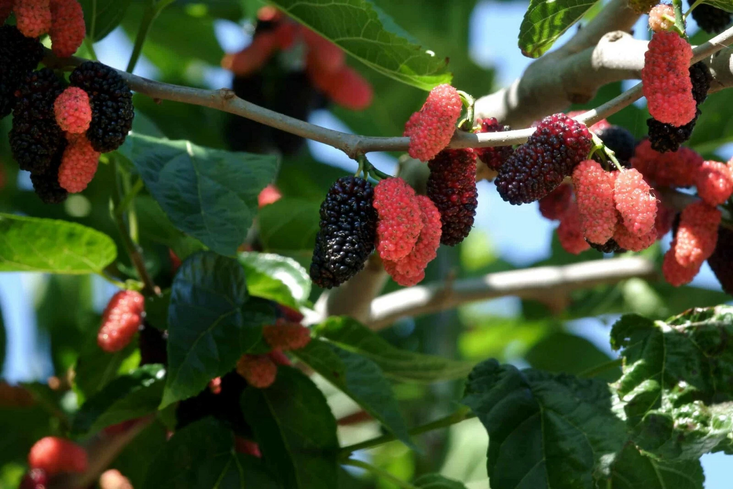 Dwarf Everbearing Mulberry Live Plants – 2 Rooted Morus Fruit Trees for Home Garden, Compact, Easy to Grow