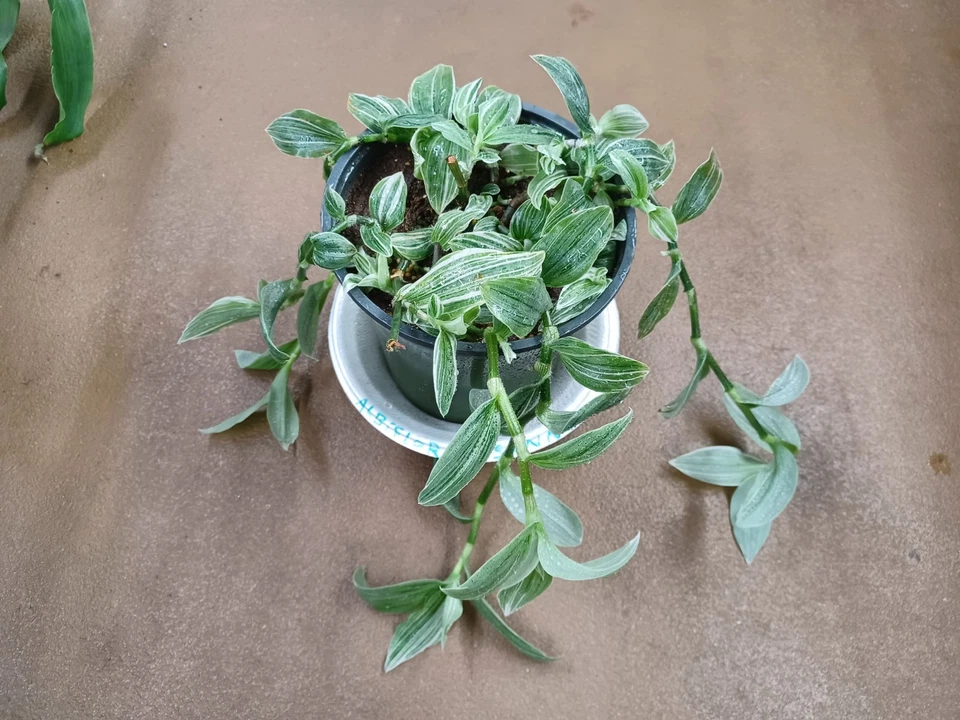 Tradescantia Albovittata Sanna Plant Cuttings – Variegated Indoor Trailing Houseplant Starter, Green and White Foliage