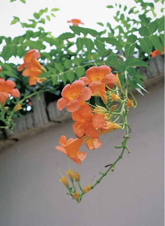 Orange Cape Honeysuckle Cutting – 8 Inch Fresh Climbing Shrub, Tecoma capensis Perennial Ornamental Plant