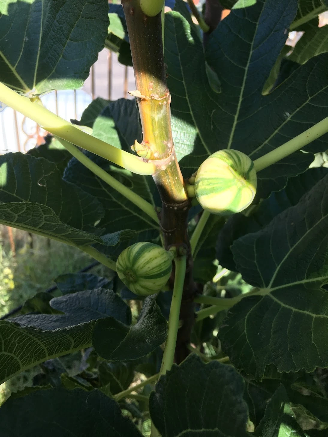 Unrooted Fig Tree Cuttings Set of 6 | Bordissot Blanca Rimada Ficus Carica Scions for Propagation and Grafting