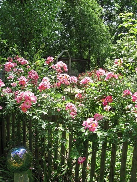 Southern Heirloom Climbing Rose Cuttings – 8 Unrooted Old-Fashioned Running Rose Plant Cuttings - Rosa spp.