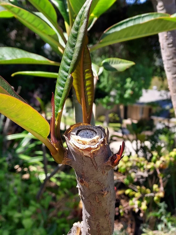 Musk Rainbow Plumeria Cutting Mid Section Unrooted Live Frangipani for Propagation Tropical Garden Plant