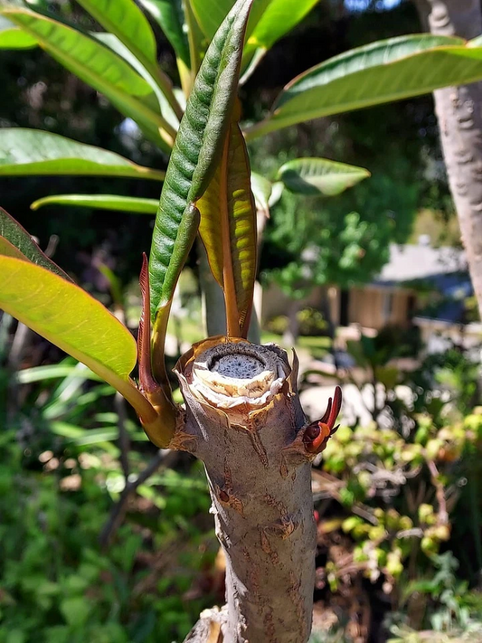 Musk Rainbow Plumeria Cutting Mid Section Unrooted Live Frangipani for Propagation Tropical Garden Plant