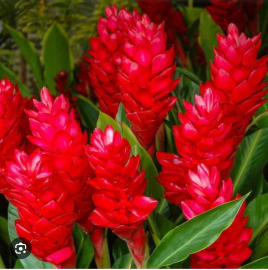 Hawaiian Red Ginger Plant Live Rooted Starter | Tropical Ornamental Alpinia Purpurata