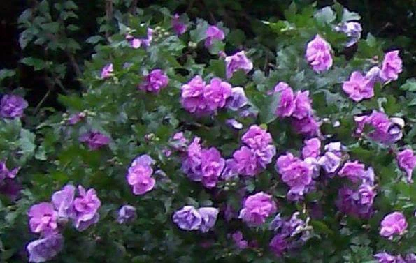 Double Purple Pink Rose of Sharon Unrooted Cuttings – 10 Live Hibiscus Syriacus Planting Material for Garden