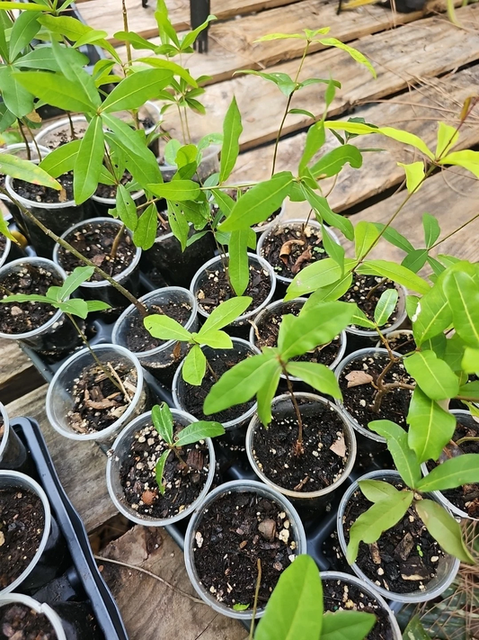 Live Oak Tree Rooted Plant – Quercus virginiana Evergreen Sapling 6–10 Inches for Landscaping and Shade