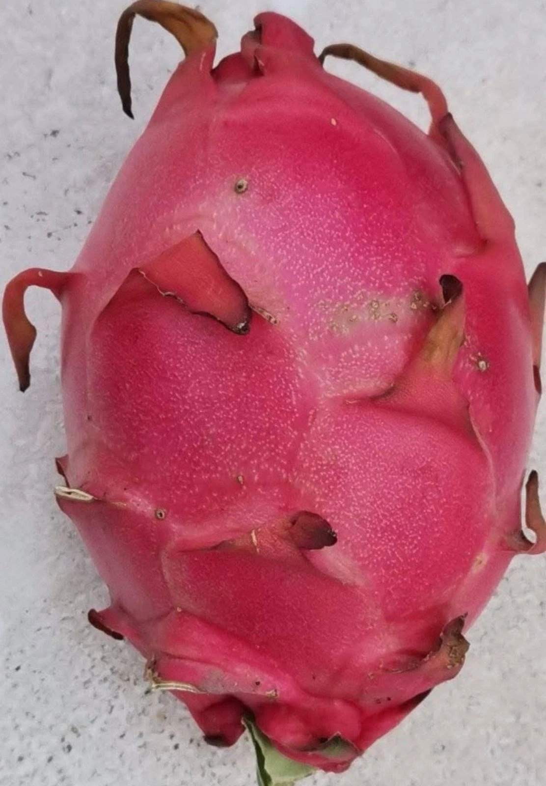 Royal Red Dragon Fruit Cuttings - 8-12 Inch Unrooted Red-Fleshed Pitaya Stems - Selenicereus / Hylocereus for Propagation