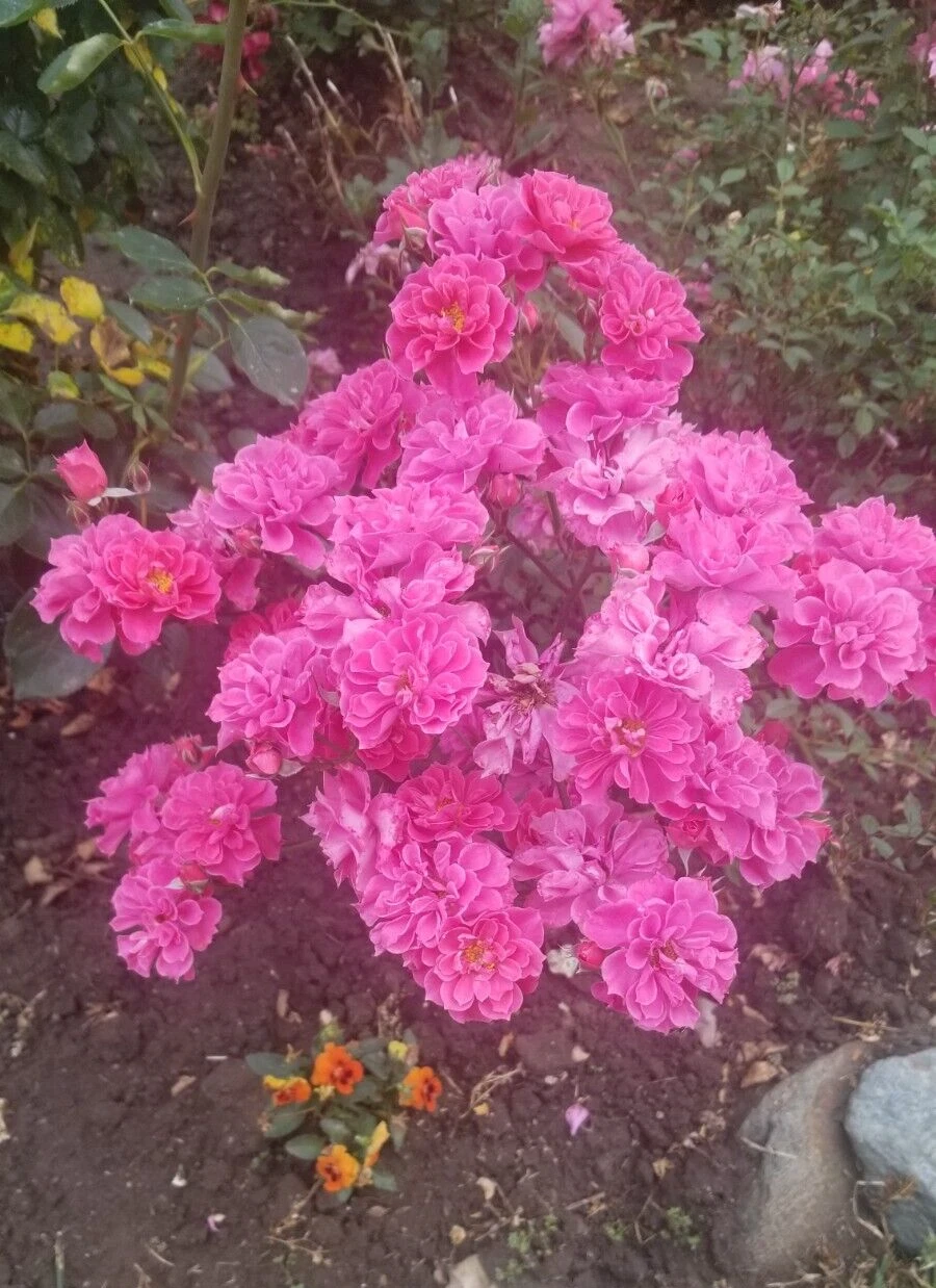 Deep Pink Miniature Rose Cuttings – 3 Fresh Unrooted Compact Flowering Rose Planting Material Rosa chinensis