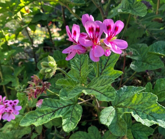 Lavender Pink Pepper Scented Geranium Cuttings – 4 Unrooted Pelargonium Live Plant Propagation, 6 Inch Fragrant Foliage
