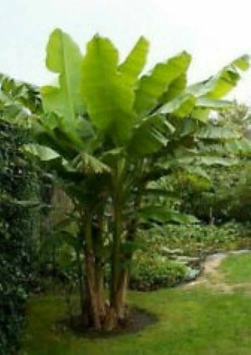 Gran Nain Banana Tree Rooted Starter Plant Musa acuminata Tropical Indoor Garden