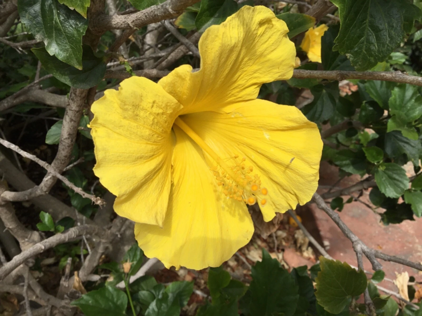 Hibiscus Primrose Beauty Cuttings – 10 Unrooted Plant Cuttings for Indoor Outdoor Gardening, Tropical Flowering Plant