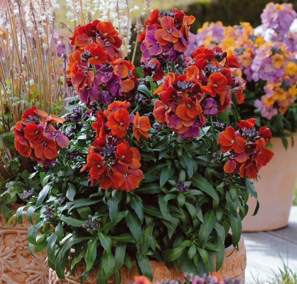 Wallflower Live Plant Starter – Winter Passion Erysimum ‘Winter Passion’ for Garden & Container, 1–3 Inches Tall