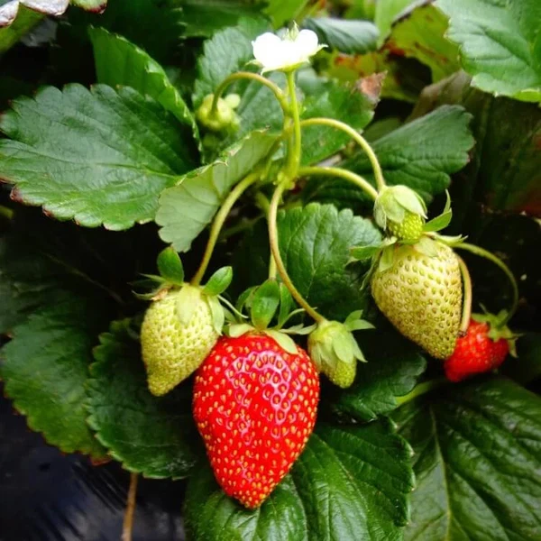 Fort Laramie Everbearing Strawberry Bare Roots – 5 Live Plants, Cold Hardy Strawberry Variety for Garden or Container Planting