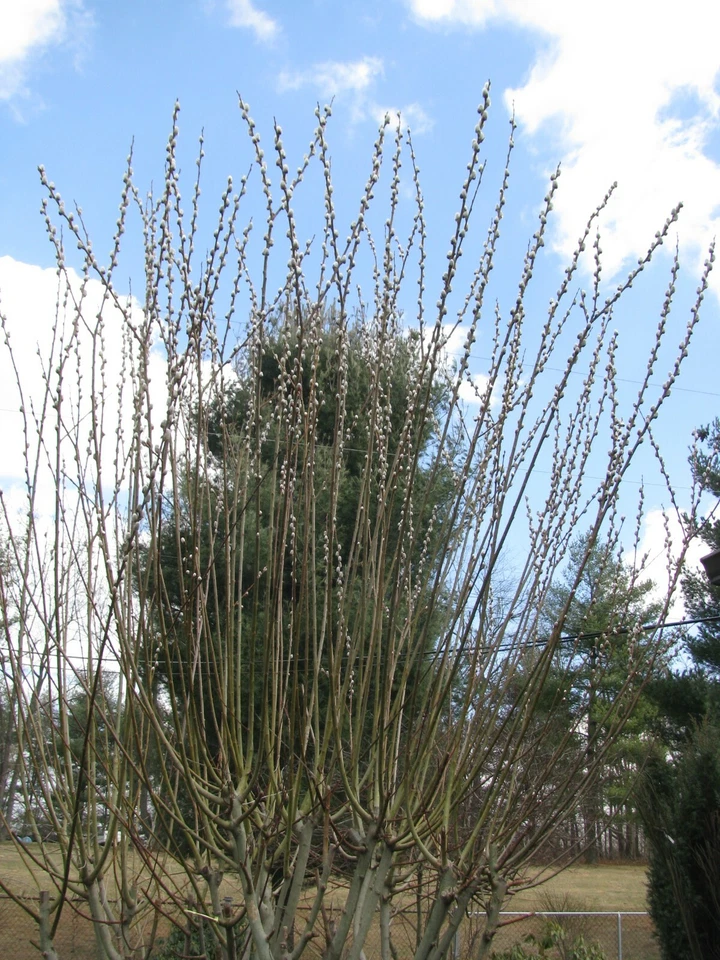 Salix discolor Pussy Willow Cuttings – 25 Unrooted Branches, 5–7 Inches, Live Plant Material for Propagation, Early Spring Garden Interest