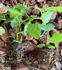 Live Yellow Long Neck Fig Tree – Ficus Carica ‘Yellow Long Neck’ Deciduous Fruit Plant for Garden or Container Growing