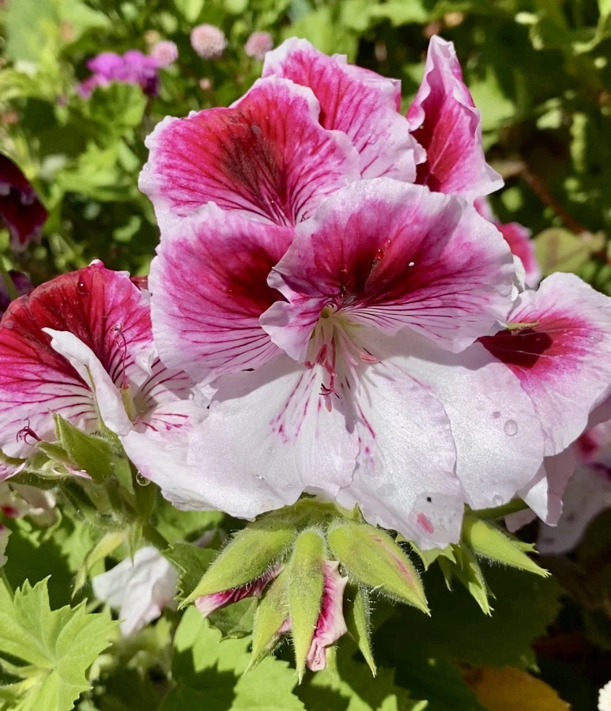 Geranium Cuttings – Pink & White Flowering Pelargonium Unrooted Live Plant Propagation Material