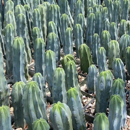 Myrtillocactus Geometrizans Seeds – Blue Candle Cactus for Grafting and Propagation, Columnar Blue-Green Stem, 25 Seeds