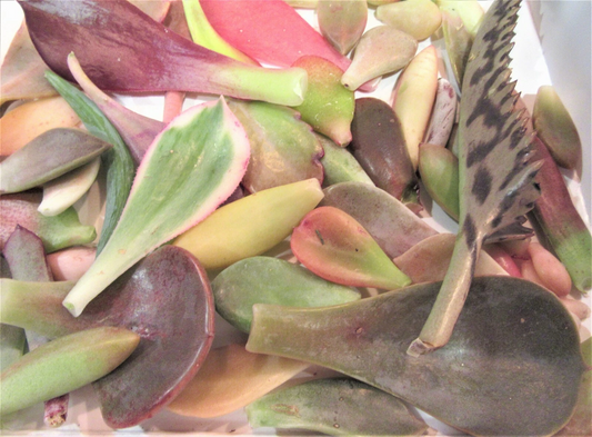 Mixed Succulent Leaf Cuttings – 25+ Live Succulent Leaves for Propagation, Assorted Varieties, Healthy and Rooting, Approx. 1/4 lb Lot