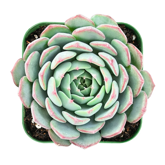Live Echeveria Minima Succulent in 2-Inch Pot, Fully Rooted Rosette, Indoor Decorative Plant, Compact Fleshy Leaf Plant