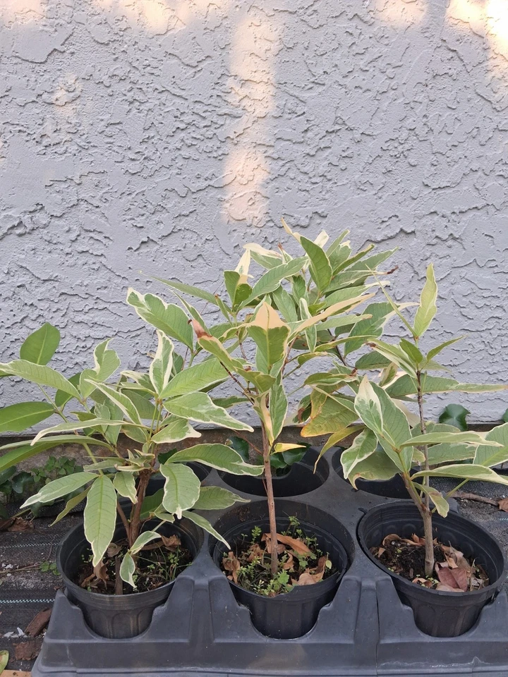 Variegated Malay Apple Tree Cutting – Syzygium malaccense Live Plant, Tropical Fruit Tree, 16 Inch, One Year Old