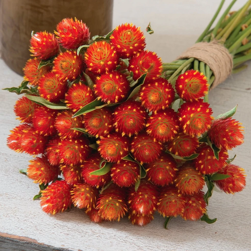 Strawberry Red Gomphrena Seeds – 25 Globe Amaranth Flower Seeds with Red Round Blooms – Easy to Grow Garden Seeds
