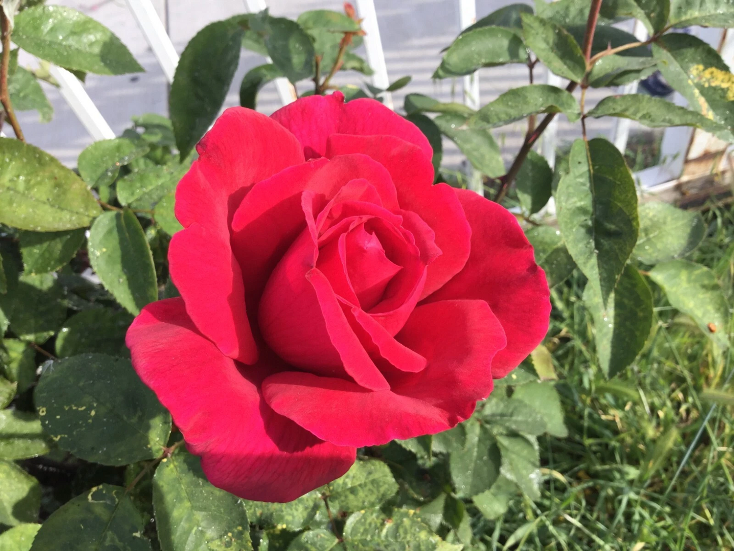 Red Cherry Rose Cuttings – 3 Stem Live Propagation Stems for Rooting and Grafting, Rosa spp.