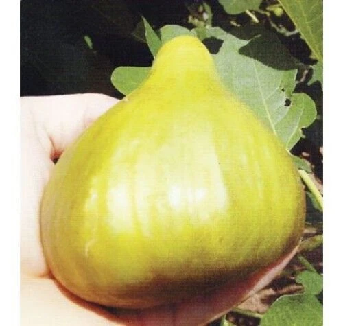 Cerreto Fig Tree Cuttings – 5 Fresh Unrooted Ficus carica Fruit Fig Propagation Material