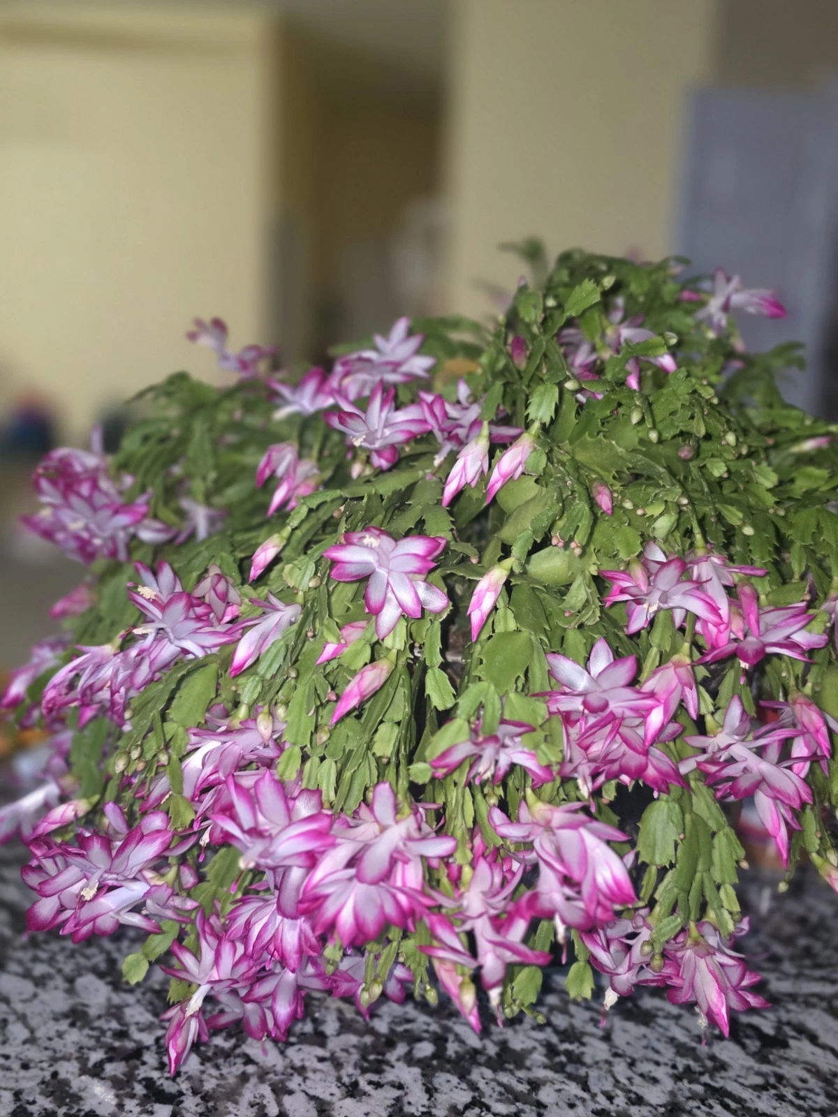 Christmas Cactus Cuttings, Schlumbergera Holiday Houseplant, 20 Unrooted Cuttings for Indoor Decor and Seasonal Blooms