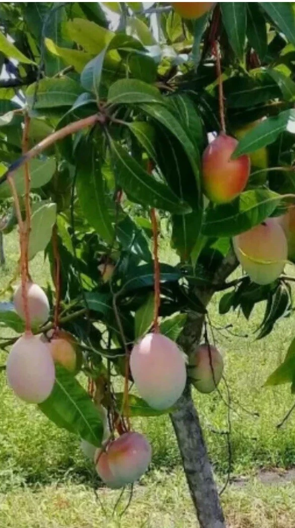 Valencia Mango Scions for Grafting, Mango Tree Propagation Set of 5, Mango Tree Cuttings, Mangifera indica