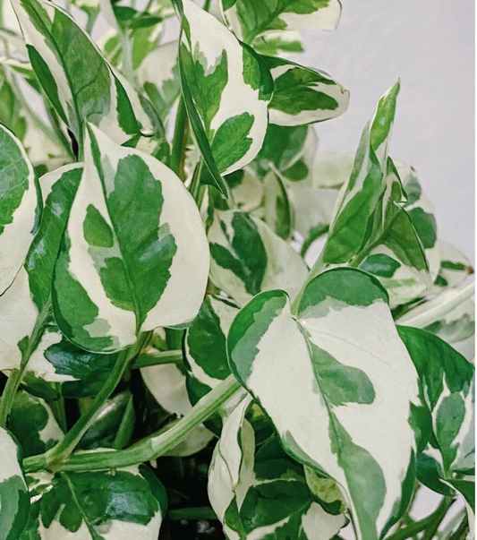 N’Joy Pearl and Jade Pothos Cuttings – 4 Live Indoor Houseplant Vines with Variegated Green, White & Cream Foliage