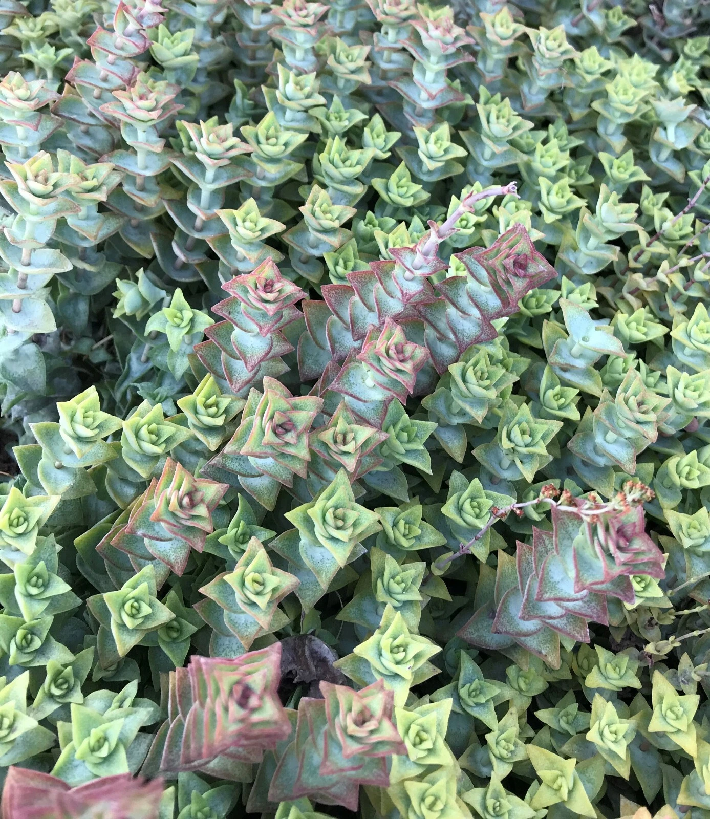 Crassula Perforata Variegata Cuttings – 15 Live Succulent Propagation Plants, String of Buttons, Variegated Succulent, Easy Care