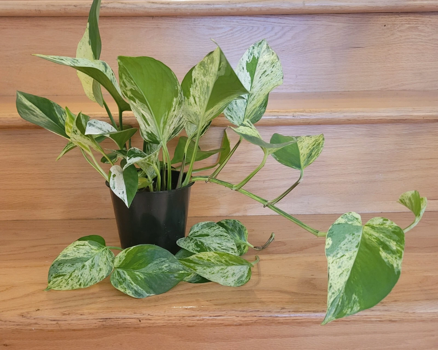 Golden Jade Pothos Cuttings Set of 3, Variegated Epipremnum aureum, Unrooted Indoor Plant Propagation Material