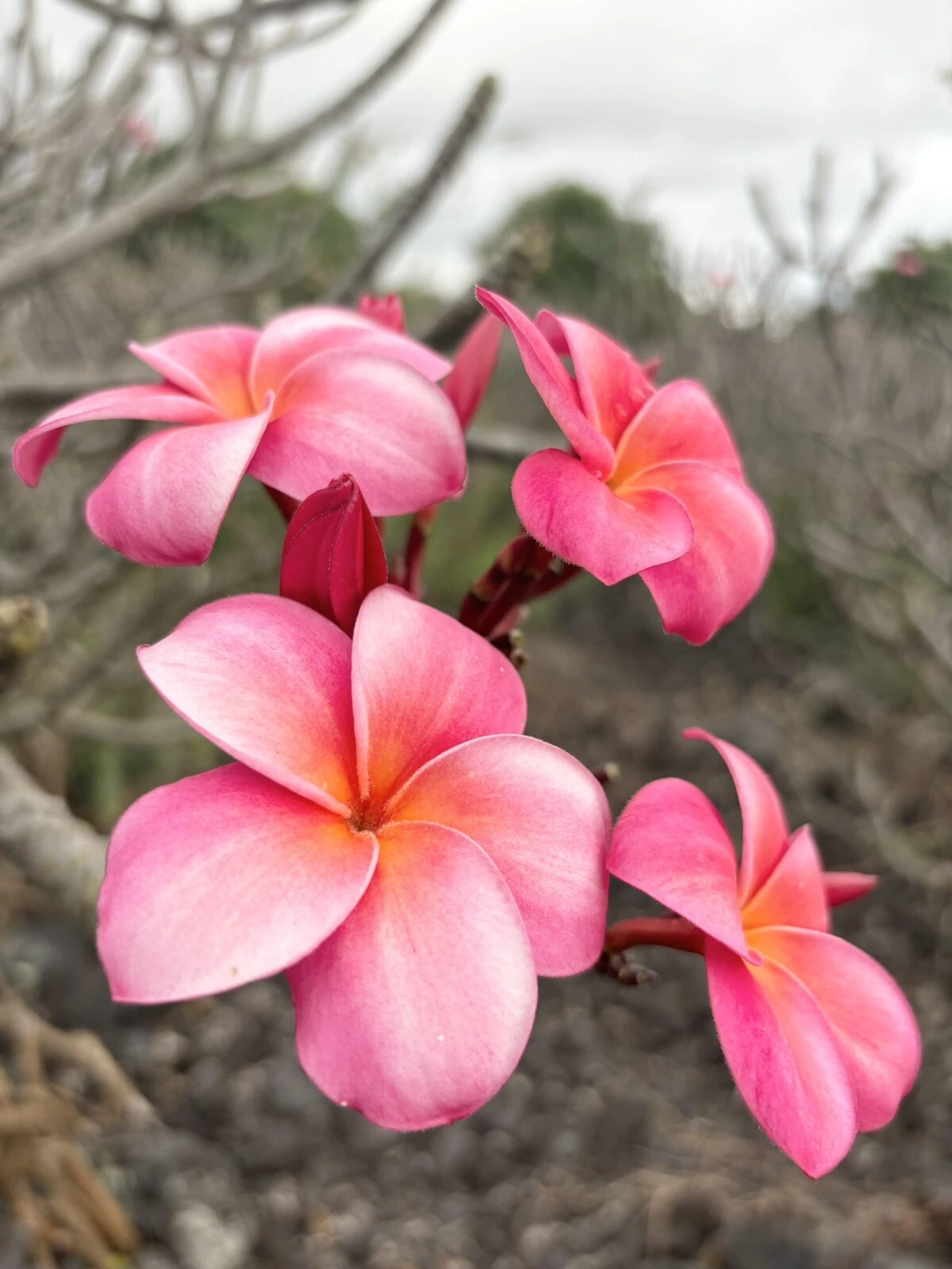 Pink Plumeria Cutting – 10-Inch Triple Head Starter, Unrooted Frangipani Plant, Tropical Flower, Garden, Fragrant Bloom