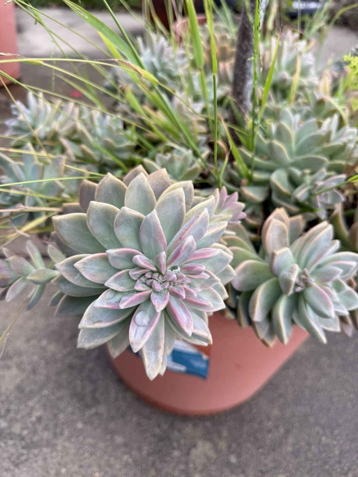 Ghost Plant Succulent Cuttings 4 Inch, Graptopetalum paraguayense Unrooted Stems for Propagation, Ornamental Succulent, Easy Care