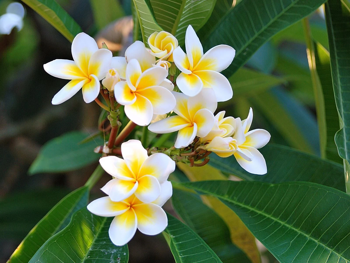 Plumeria Celadine Cutting 17–19 Inch – Multi Tip Unrooted Frangipani Propagation Plant