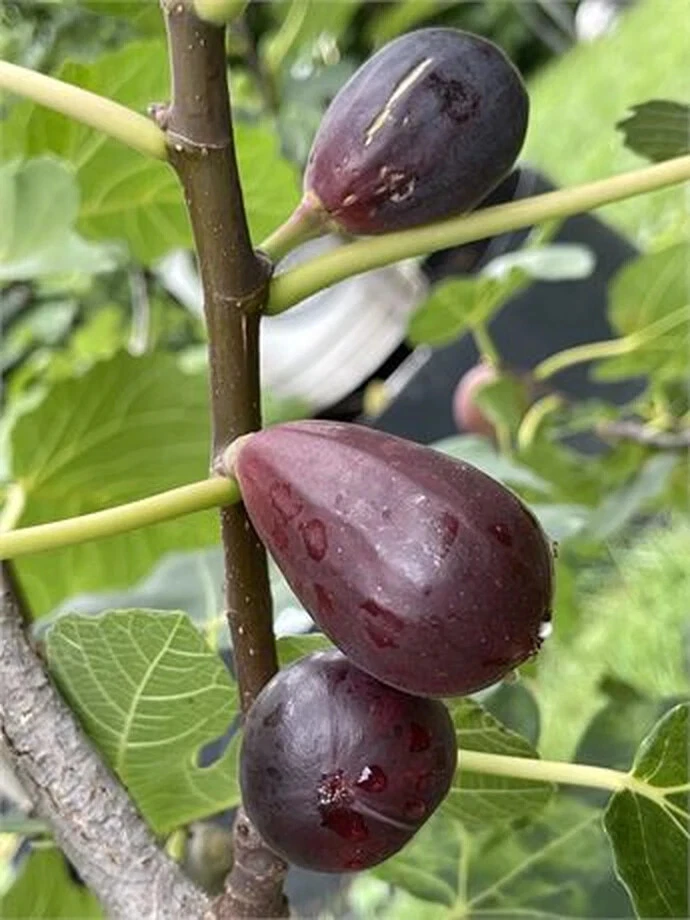 Black Mission Fig Cutting – Unrooted Ficus carica ‘Black Mission’ Live Plant, 8+ Inches, 3+ Nodes for Propagation