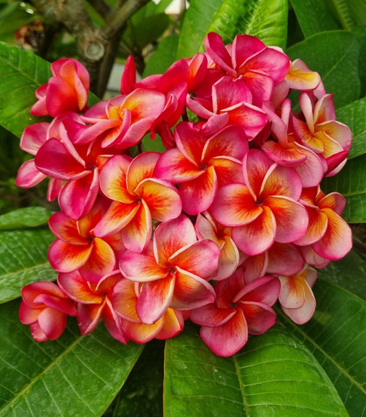 Hurricane Sunrise Plumeria Cutting – Live Frangipani Propagation Plant, One Tip, Tropical Frangipani, Plumeria rubra