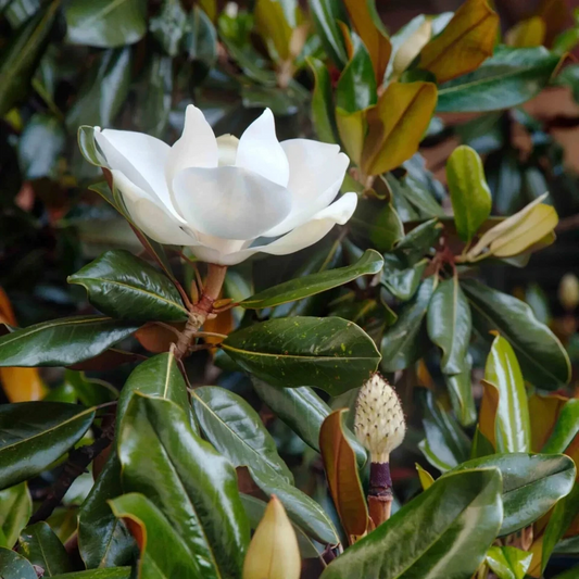 Magnolia Little Gem Cuttings – 3 Live Rooting or Grafting Propagation Plant – Compact Evergreen Shrub with Fragrant White Flowers