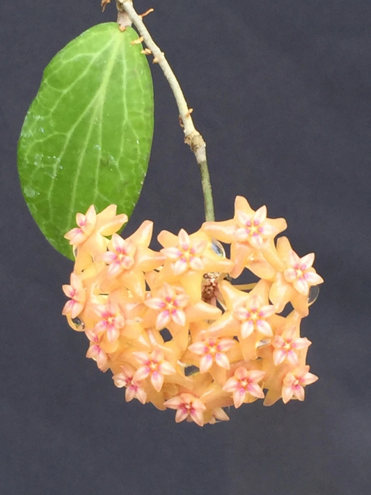 Hoya fitchii Rooted Live Plant in 2.5 Inch Pot, Wax Plant Houseplant with Decorative Foliage, Easy-Care Indoor Plant