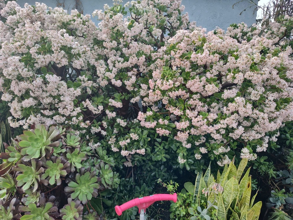 Crassula ovata Jade Plant Cuttings – 4-6 Inch Live Succulent Branches for Propagation, Unrooted, Houseplant, Easy Care