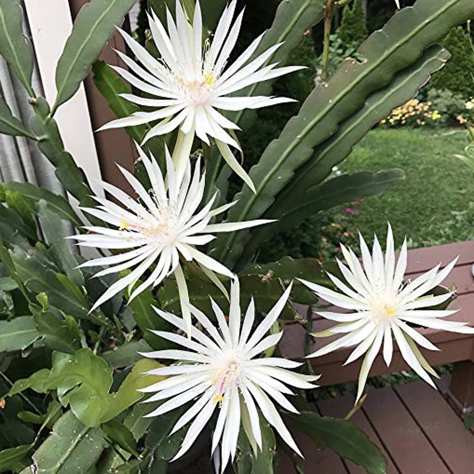 White Epiphyllum hookeri Strictum Orchid Cactus Cuttings – Night-Blooming Epiphytic Cactus Set of 4