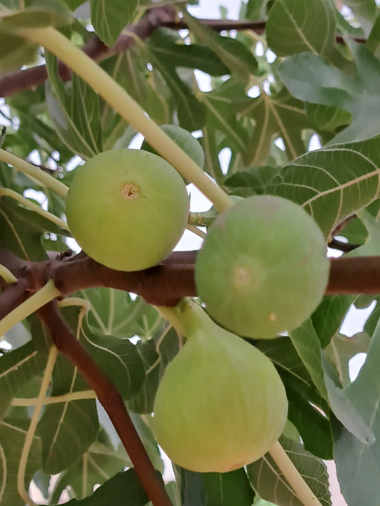 Lattarula Fig Tree Cuttings Unrooted, Ficus carica Fresh Propagation Set of 7, Fruit Tree Gardening Supplies