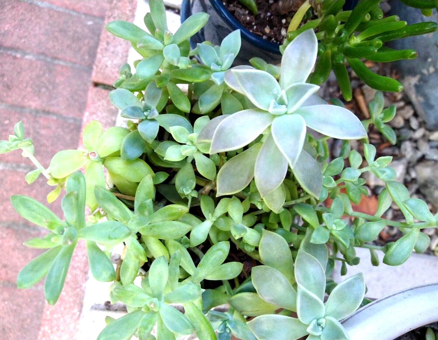 Sedum Clavatum Succulent Cuttings – Lot of 15 Live Rosette, Stem & Leaf Propagation Plants, Low-Maintenance Succulent, Crassulaceae