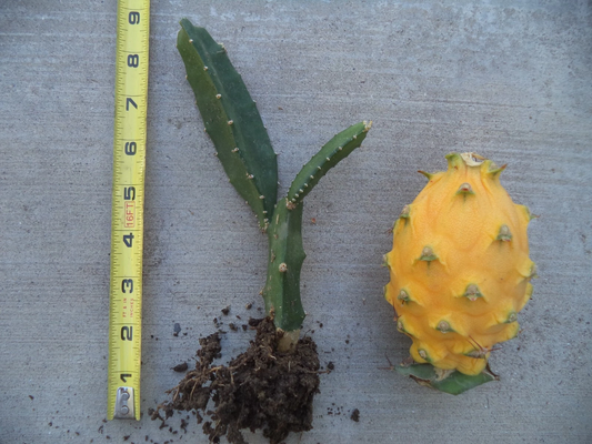 Live Yellow Dragon Fruit Plant – Rooted Selenicereus megalanthus Pitaya, 6-8 Inch Young Climbing Cactus for Container or Outdoor Growth